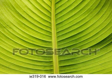 Stock Photograph - Close up of a leaf. Fotosearch