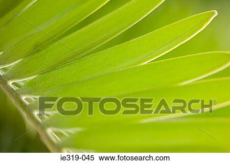 Stock Photography - Close up of a leaf. Fotosearch