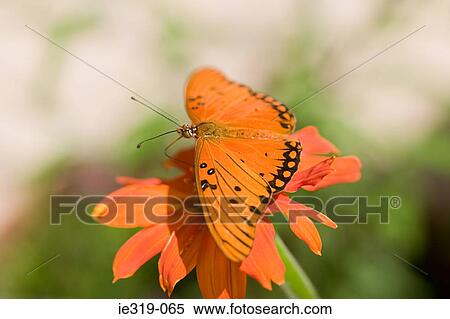 Stock Photography - Gulf fritillary butterfly. Fotosearch