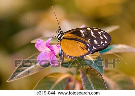 Picture - Hecales longwing butterfly. Fotosearch