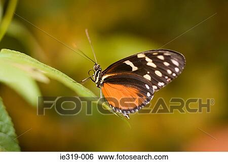 Hecales longwing butterfly View Large Photo Image Stock Photograph - Hecales longwing butterfly. Fotosearch