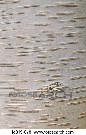 Stock Photo - Himalayan white birch bark. Fotosearch