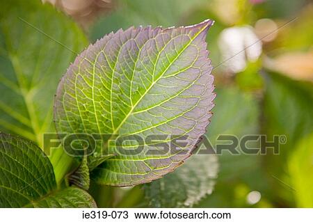 Hydrangea leaf View Large Photo Image Stock Image - Hydrangea leaf. Fotosearch