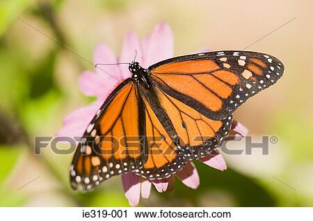 Monarch butterfly View Large Photo Image Stock Image - Monarch butterfly. Fotosearch