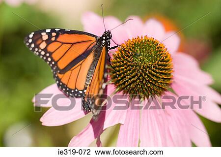 Monarch butterfly View Large Photo Image Stock Image - Monarch butterfly. Fotosearch