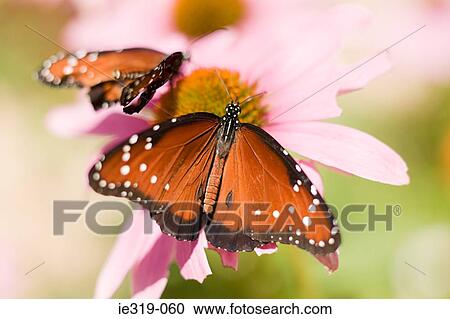 Stock Image - Queen butterfly. Fotosearch