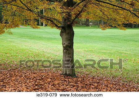 Stock Photo - Tree in botanical garden. Fotosearch
