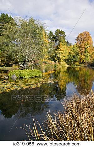 Trees and pond in autumn View Large Photo Image Stock Photograph - Trees and pond in autumn. Fotosearch