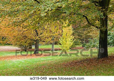 Trees in botanical garden View Large Photo Image Stock Photo - Trees in botanical garden. Fotosearch