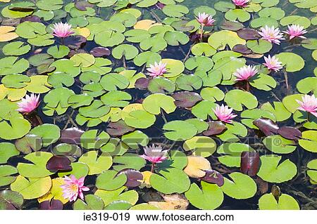 Water lilies on a pond View Large Photo Image Stock Photo - Water lilies on a pond. Fotosearch
