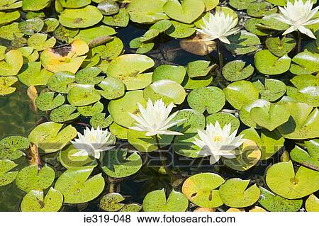 Water lilies View Large Photo Image Stock Photo - Water lilies. Fotosearch
