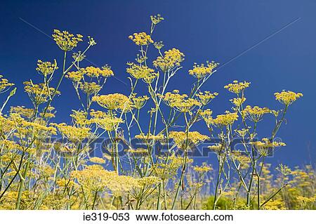 Wild fennel flowers View Large Photo Image Stock Image - Wild fennel flowers. Fotosearch