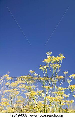 Wild fennel View Large Photo Image Stock Photo - Wild fennel. Fotosearch
