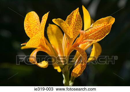 Stock Image - Yellow lily. Fotosearch
