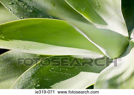 Yucca leaf View Large Photo Image Stock Image - Yucca leaf. Fotosearch