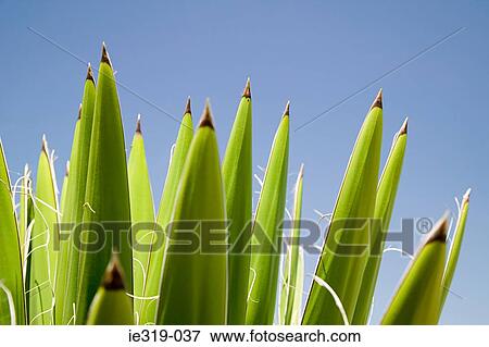 Yucca View Large Photo Image Stock Photo - Yucca. Fotosearch