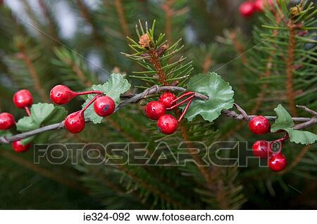 Stock Image - Holly on a christmas tree. Fotosearch
