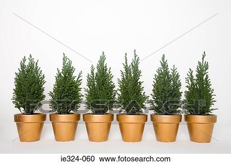 Six evergreens in a row View Large Photo Image Stock Image - Six evergreens in a row. Fotosearch