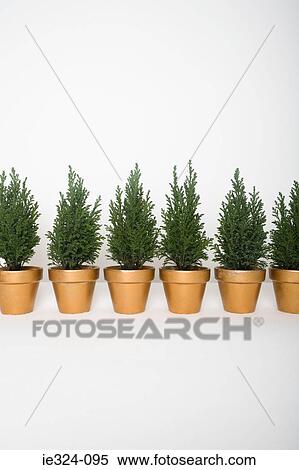 Six evergreens in a row View Large Photo Image Stock Photography - Six evergreens in a row . Fotosearch