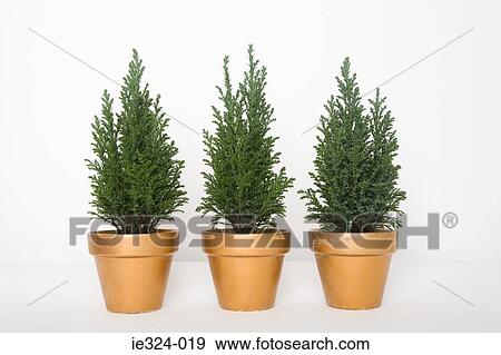 Three evergreens in a row View Large Photo Image Stock Photo - Three evergreens in a row . Fotosearch