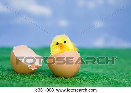 A chick hatching View Large Photo Image Stock Photo - A chick hatching. Fotosearch