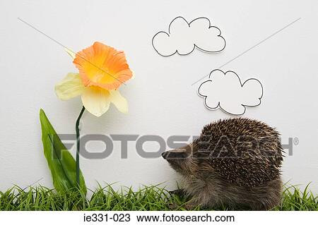 Stock Image - A hedgehog and a daffodil. Fotosearch