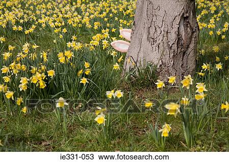 Stock Image - A rabbit hiding behind a tree. Fotosearch