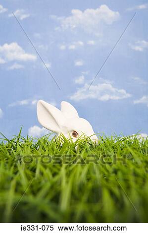 A rabbit hiding behind grass View Large Photo Image Stock Photography - A rabbit hiding behind grass. Fotosearch