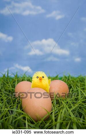 Stock Photography - Chick and eggs. Fotosearch