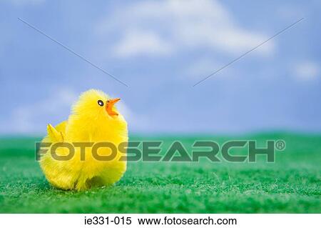 Chick View Large Photo Image Stock Photography - Chick. Fotosearch
