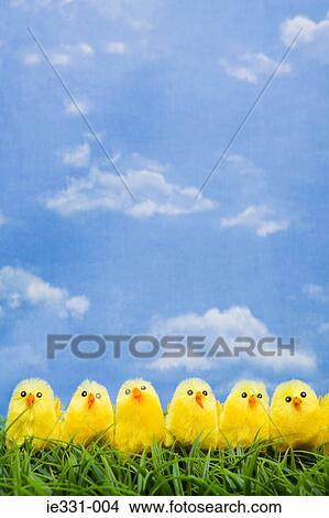 Picture - Chicks in a row. Fotosearch