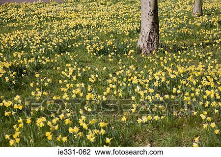 Daffodils and a tree View Large Photo Image Stock Image - Daffodils and a tree. Fotosearch