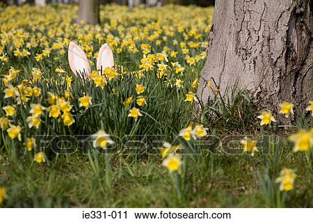 Easter bunny hiding behind daffodils View Large Photo Image Stock Image - Easter bunny hiding behind daffodils. Fotosearch