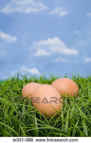 Eggs on grass View Large Photo Image Stock Photo - Eggs on grass. Fotosearch
