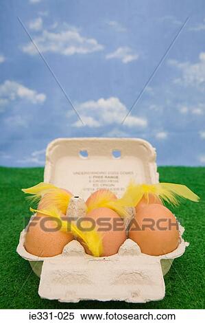 Feathers on eggs in an egg carton View Large Photo Image Stock Photography - Feathers on eggs in an egg carton. Fotosearch