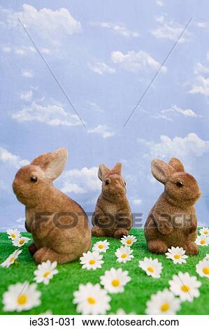 Rabbits and daisies View Large Photo Image Stock Image - Rabbits and daisies. Fotosearch