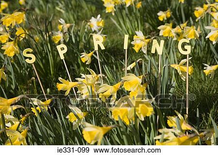 Stock Photo - The word spring and daffodils. Fotosearch