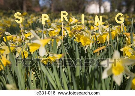 The word spring and daffodils View Large Photo Image Stock Photograph - The word spring and daffodils. Fotosearch
