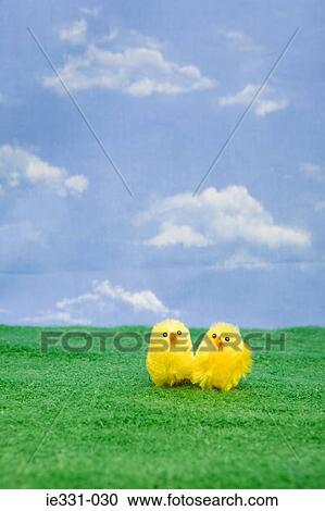 Stock Image - Two chicks. Fotosearch