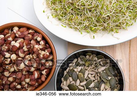 Aduki beans alfalfa sprouts and seeds View Large Photo Image Stock Photograph - Aduki beans alfalfa sprouts and seeds. Fotosearch