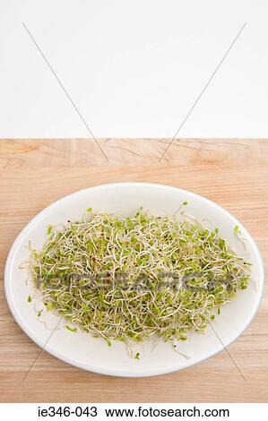 Stock Image - Alfalfa sprouts. Fotosearch