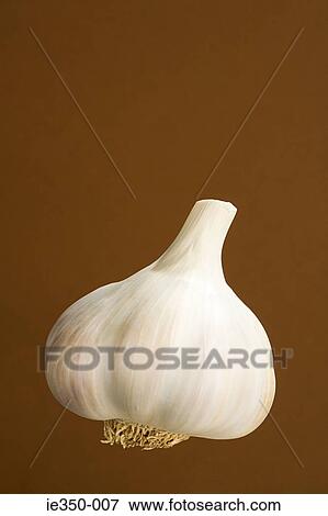 Bulb of garlic View Large Photo Image Stock Photo - Bulb of garlic. Fotosearch