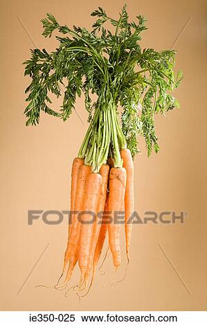 Bunch of carrots View Large Photo Image Stock Photography - Bunch of carrots. Fotosearch