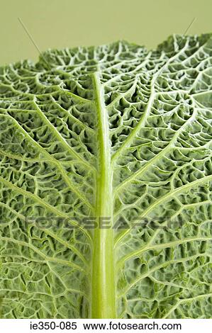 Cabbage leaf View Large Photo Image Stock Photography - Cabbage leaf. Fotosearch