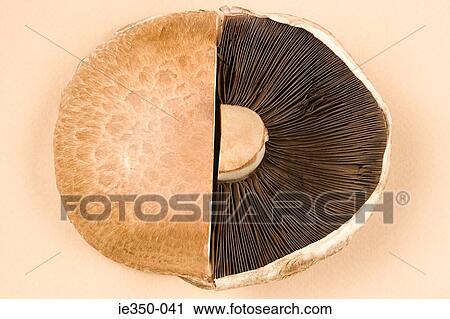Stock Image - Cut mushroom. Fotosearch