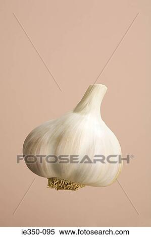 Garlic bulb View Large Photo Image Stock Photography - Garlic bulb. Fotosearch