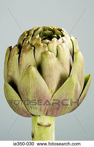 Stock Image - Globe artichoke. Fotosearch