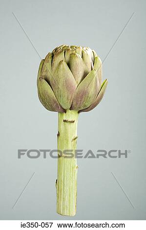 Globe artichoke View Large Photo Image Stock Photo - Globe artichoke. Fotosearch