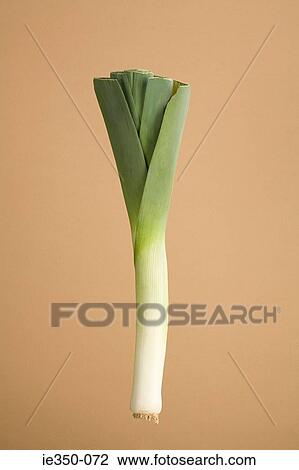 Leek View Large Photo Image Stock Image - Leek. Fotosearch