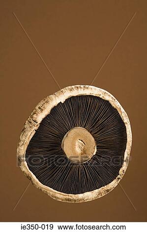Mushroom View Large Photo Image Stock Photo - Mushroom. Fotosearch